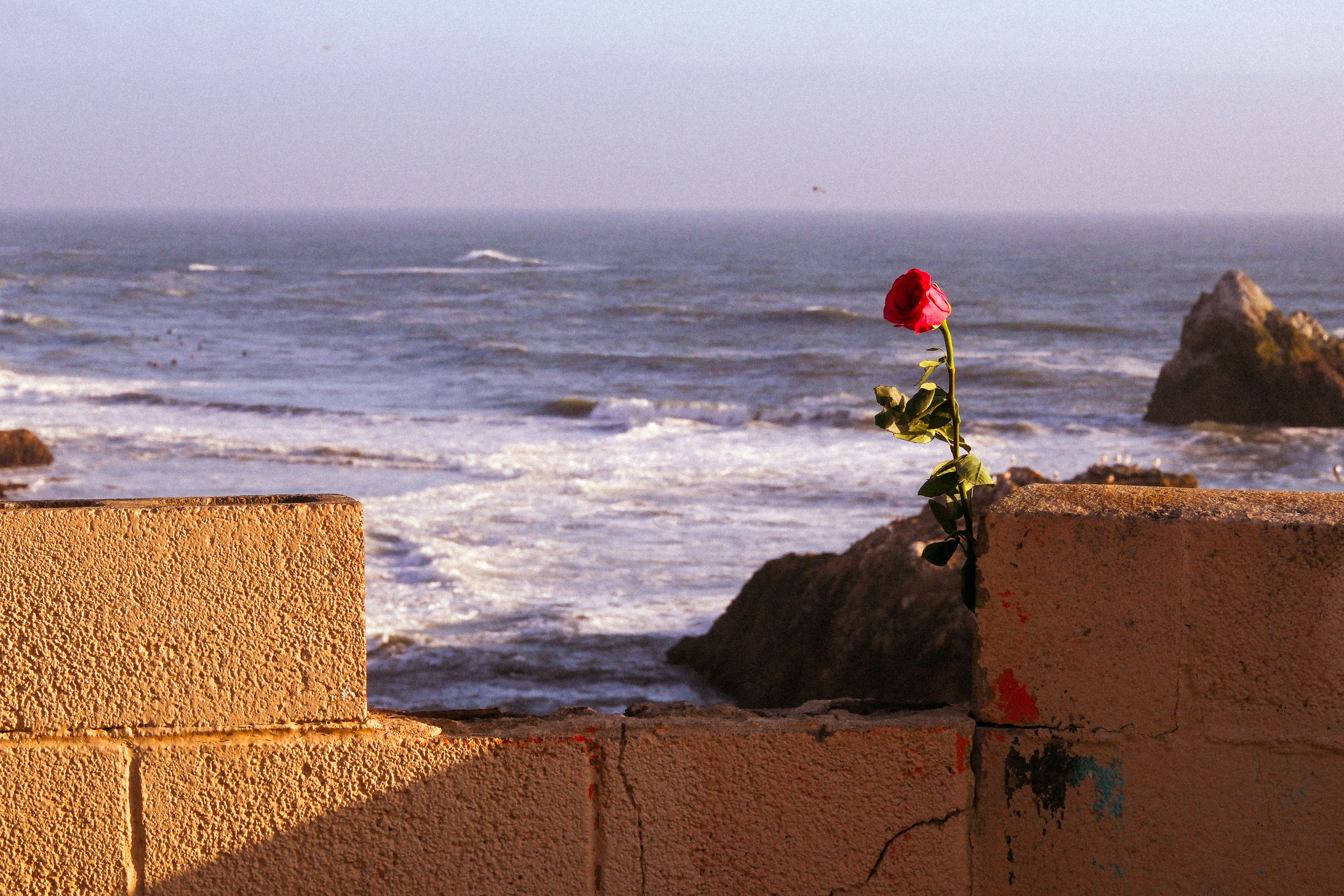 San Francisco coastline with a single flower blooming from a concrete wall